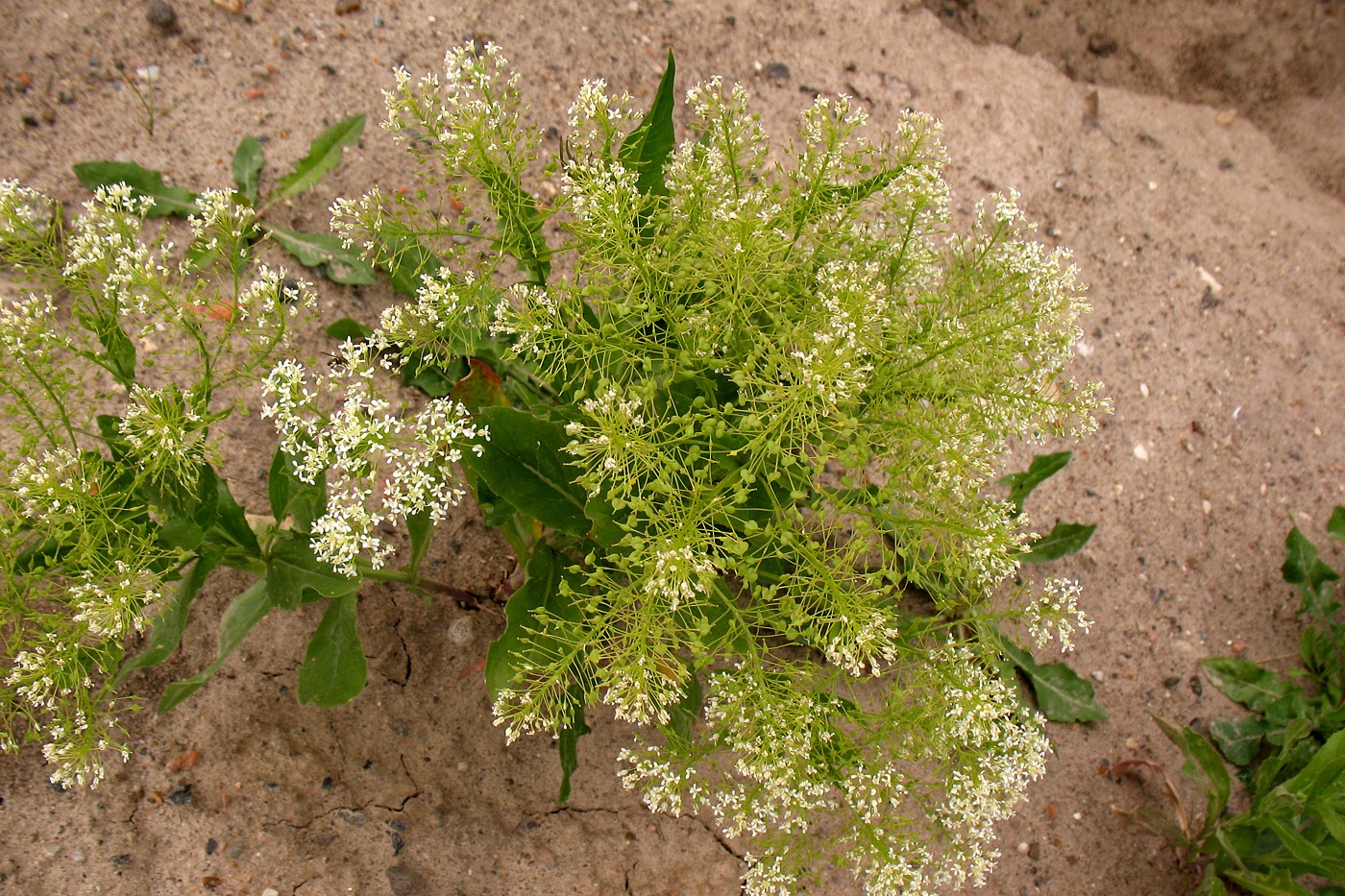 Сердечник крупковидный Cardaria Draba