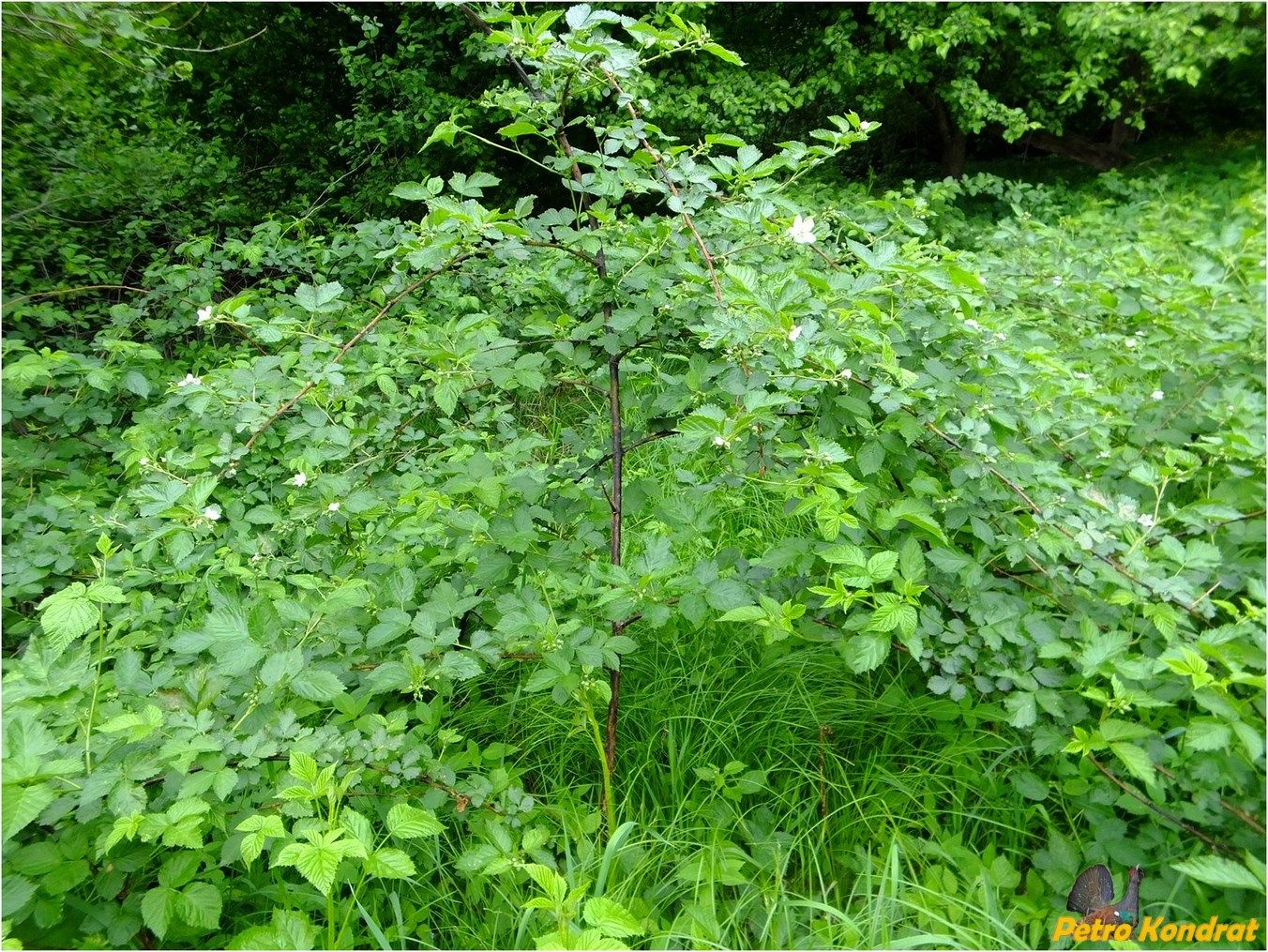 Image of genus Rubus specimen.