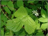 Rubus saxatilis. Соцветие и лист. Чувашия, окр. г. Шумерля, Кумашкинский заказник, Соколова поляна. 1 июня 2010 г.