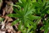 Смотреть изображение Galium odoratum