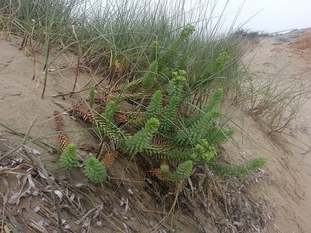 Image of Euphorbia paralias specimen.