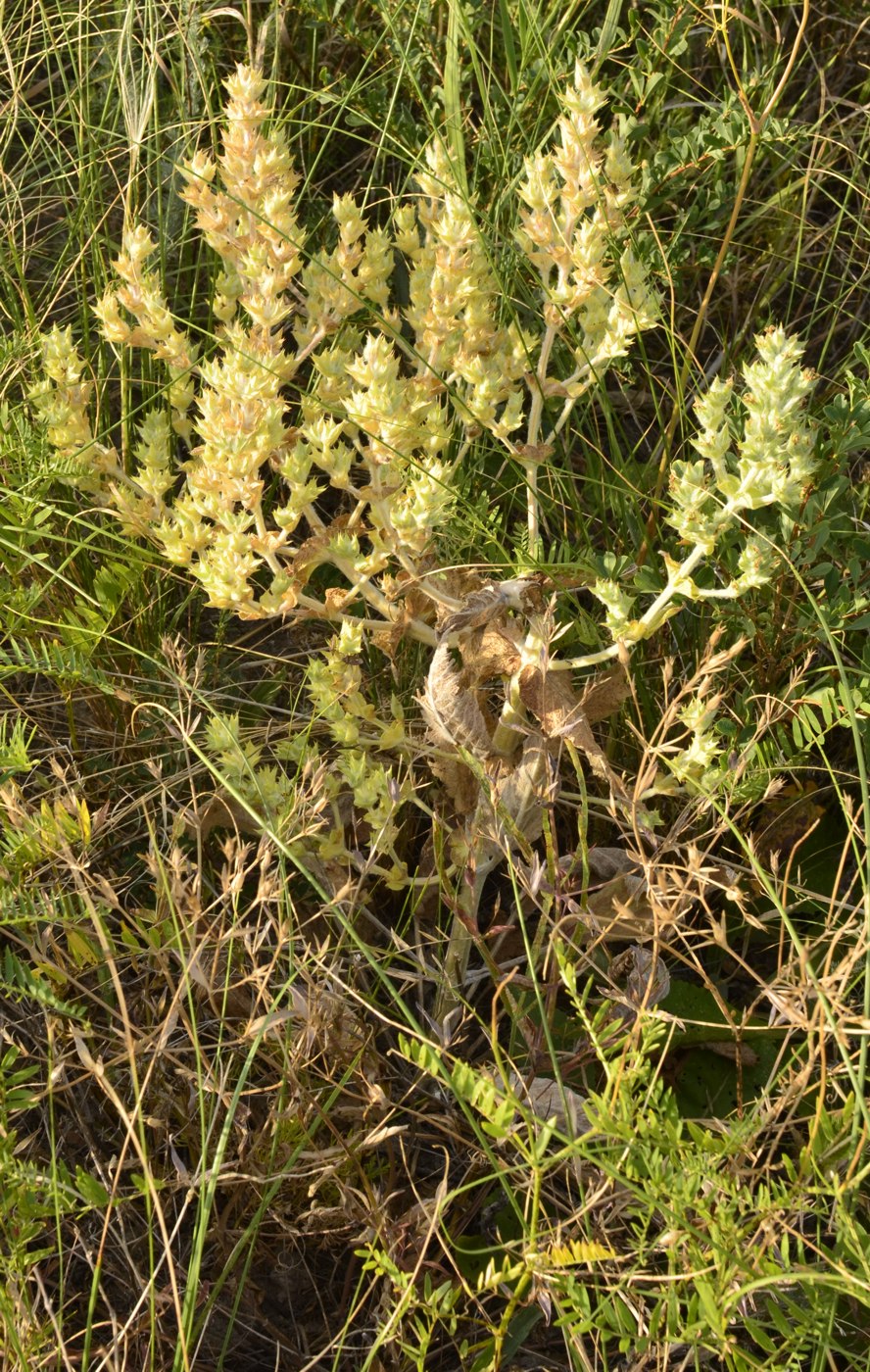 Изображение особи Salvia aethiopis.