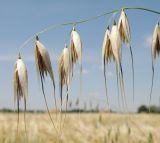 genus Avena. Часть соплодия. Краснодарский край, Кущёвский р-н, станица Шкуринская, край поля с ячменём. 17.06.2010.