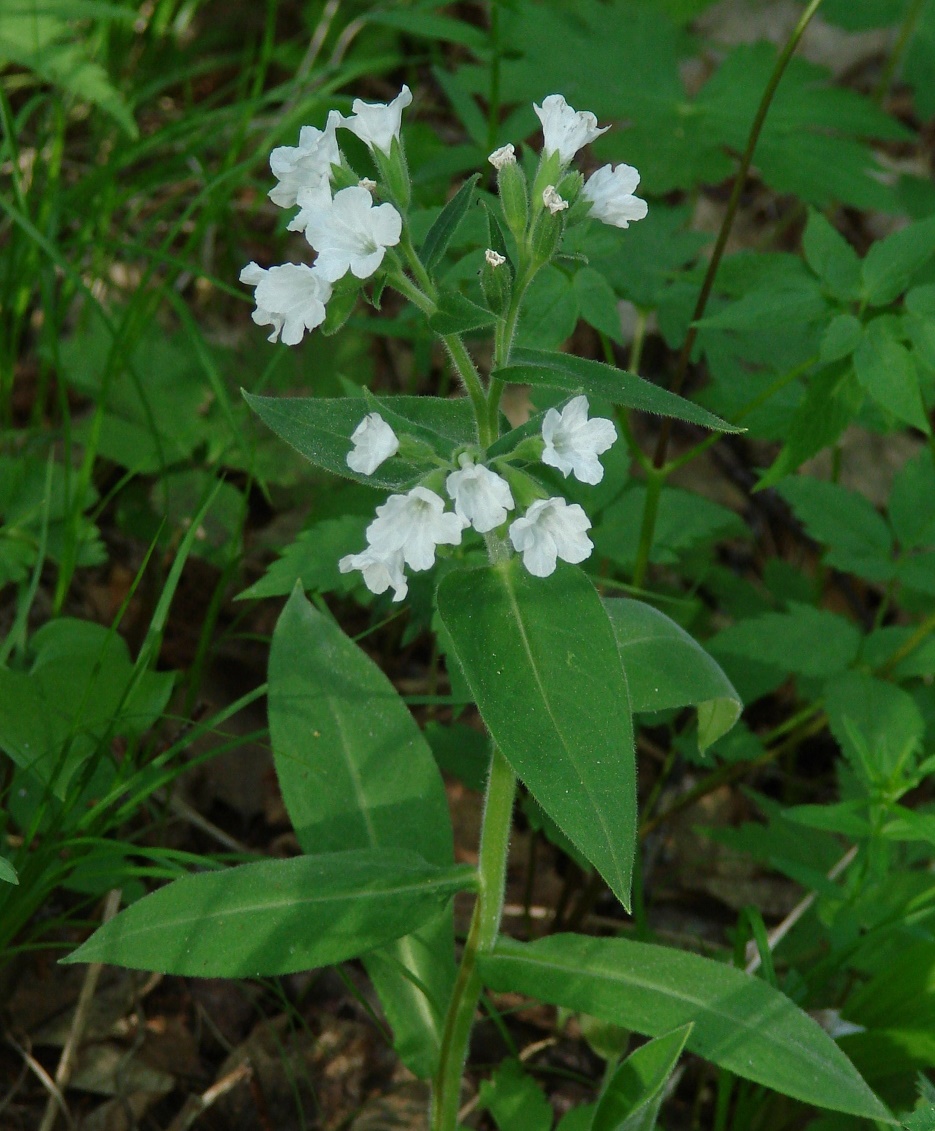 Image of Pulmonaria mollis specimen.