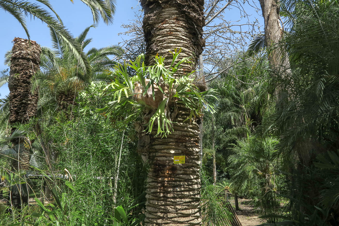 Image of Platycerium bifurcatum specimen.