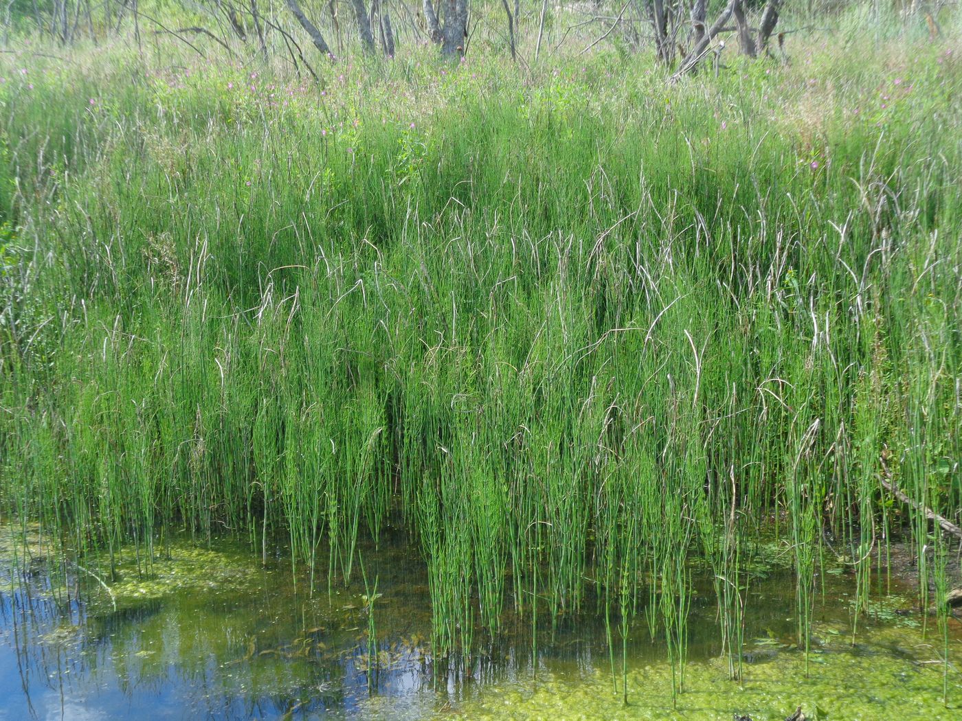 Image of Equisetum fluviatile specimen.