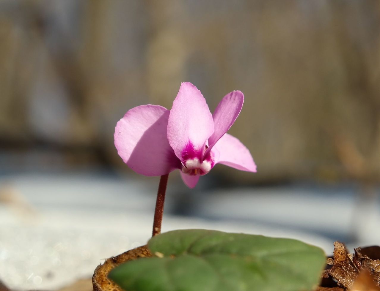 Image of Cyclamen coum specimen.