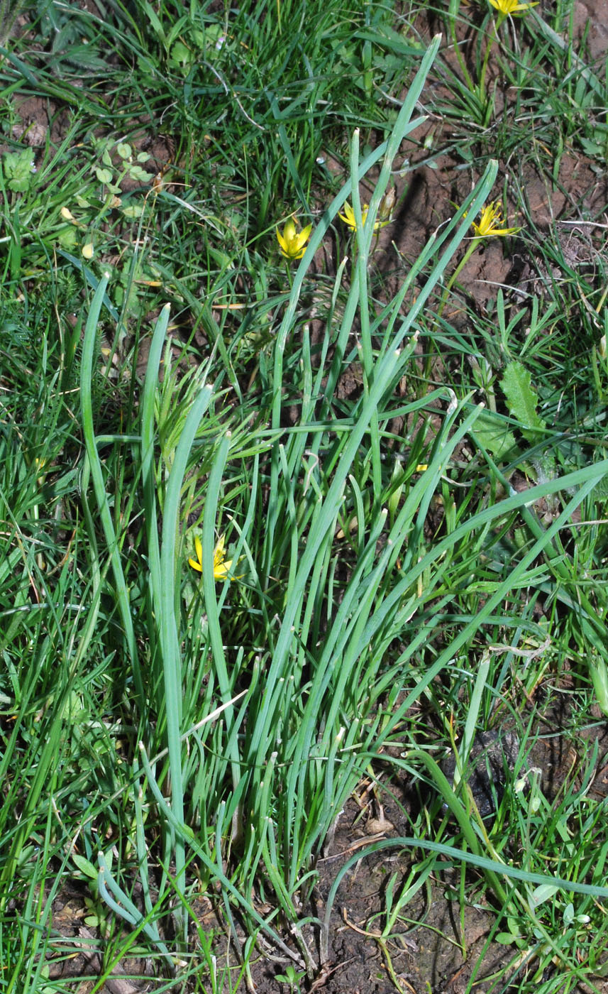 Image of genus Allium specimen.