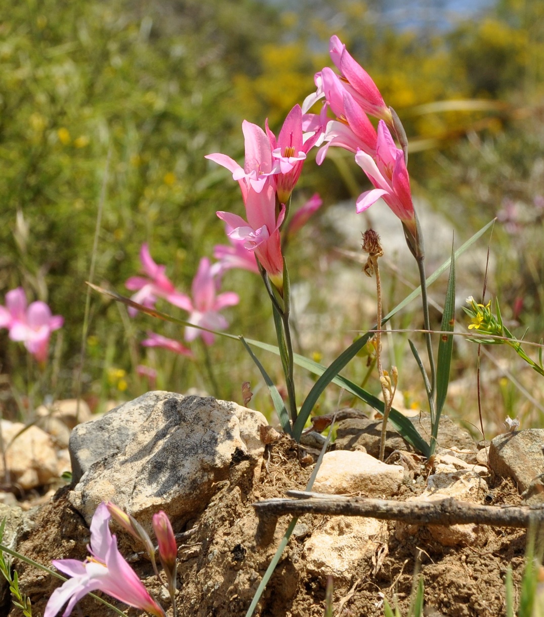 Image of Gladiolus triphyllus specimen.