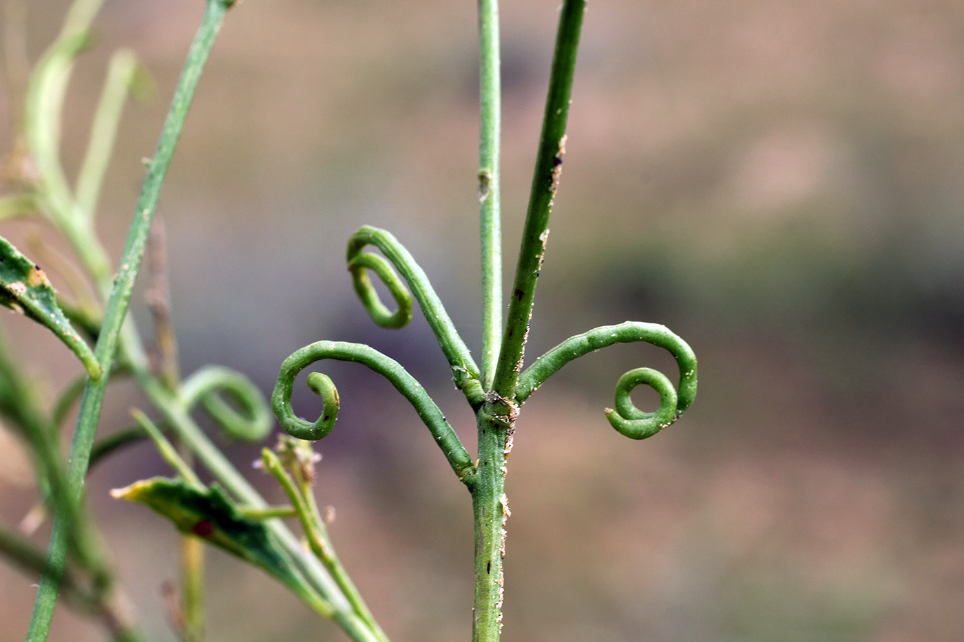 Изображение особи Streptoloma desertorum.