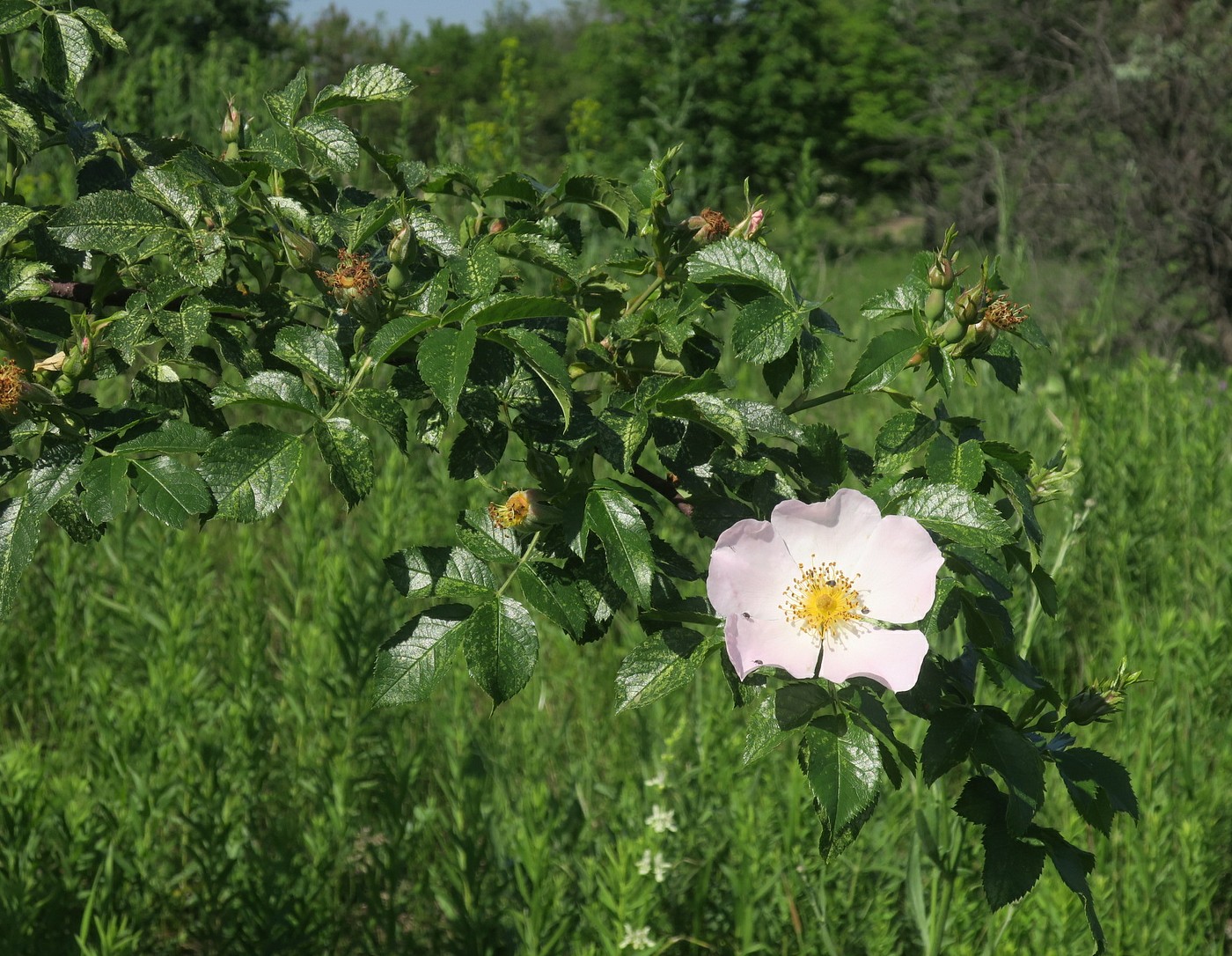 Изображение особи Rosa lapidosa.