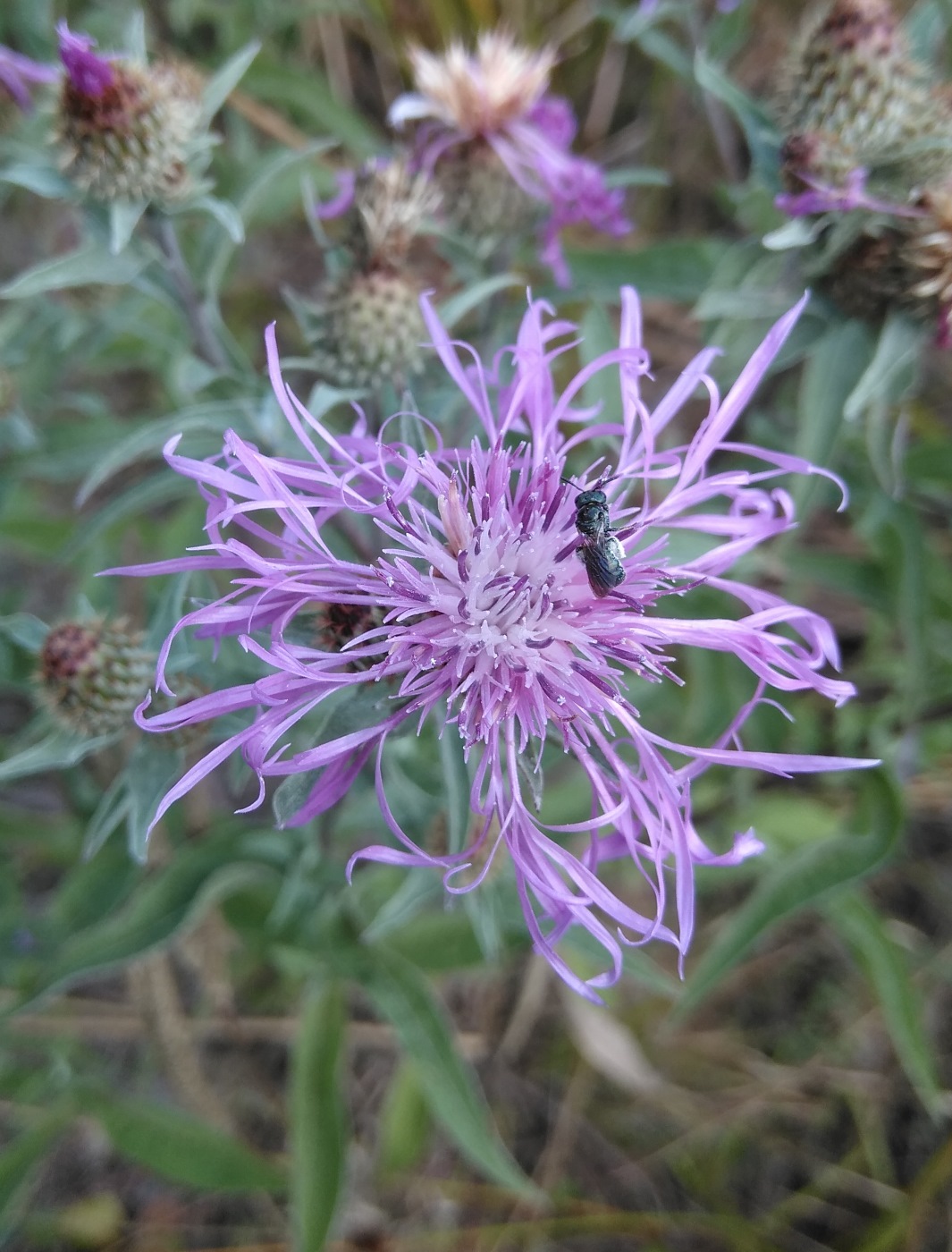 Изображение особи Centaurea salicifolia.