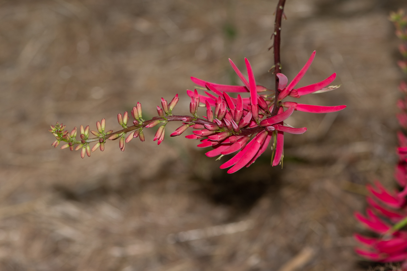 Image of Erythrina herbacea specimen.