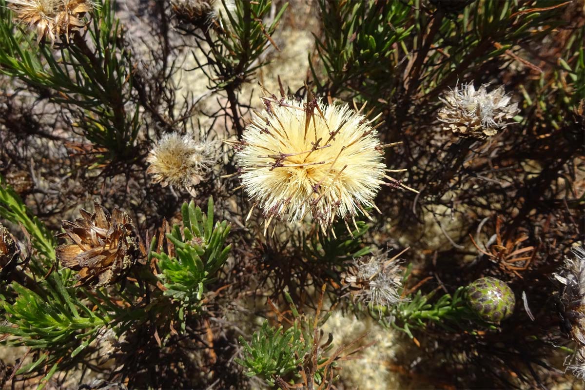 Изображение особи Gypothamnium pinifolium.