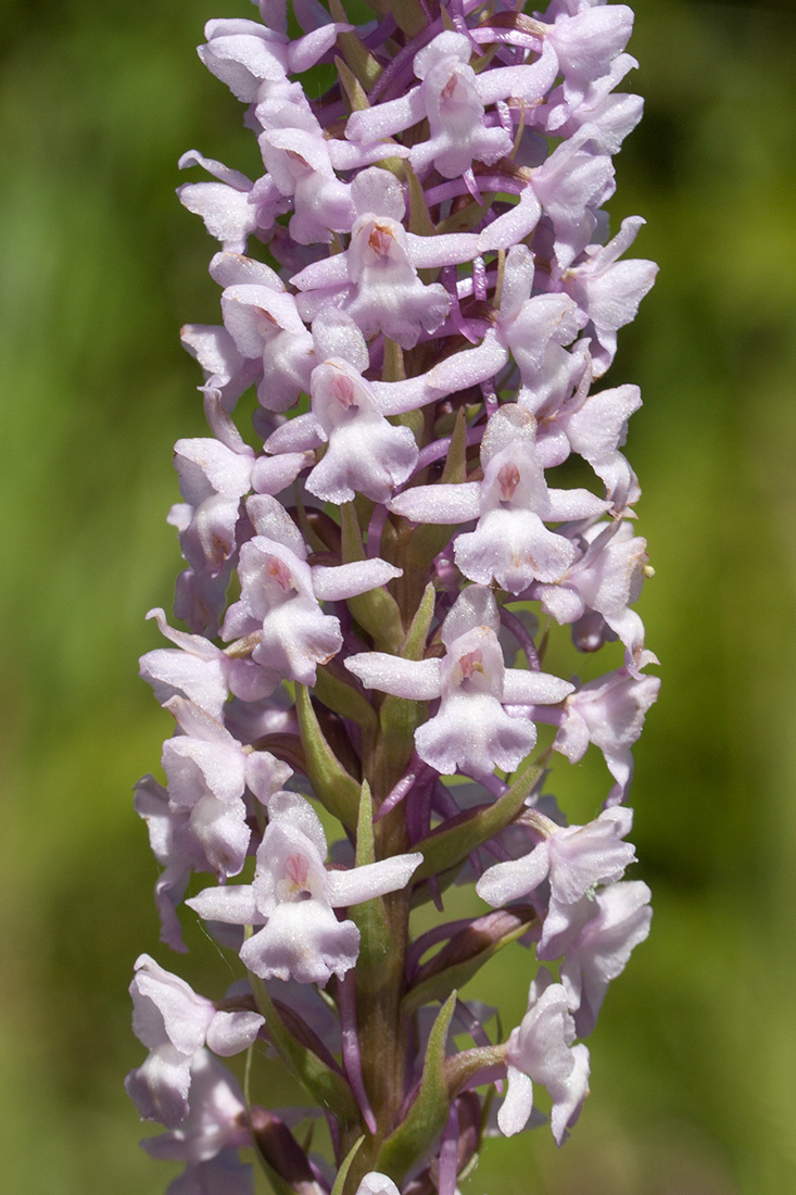 Image of Gymnadenia conopsea specimen.