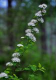 Spiraea chamaedryfolia. Верхушка ветви с соцветиями. Алтай, Шебалинский р-н, долина р. Сема, опушка смешанного леса. 09.06.2019.