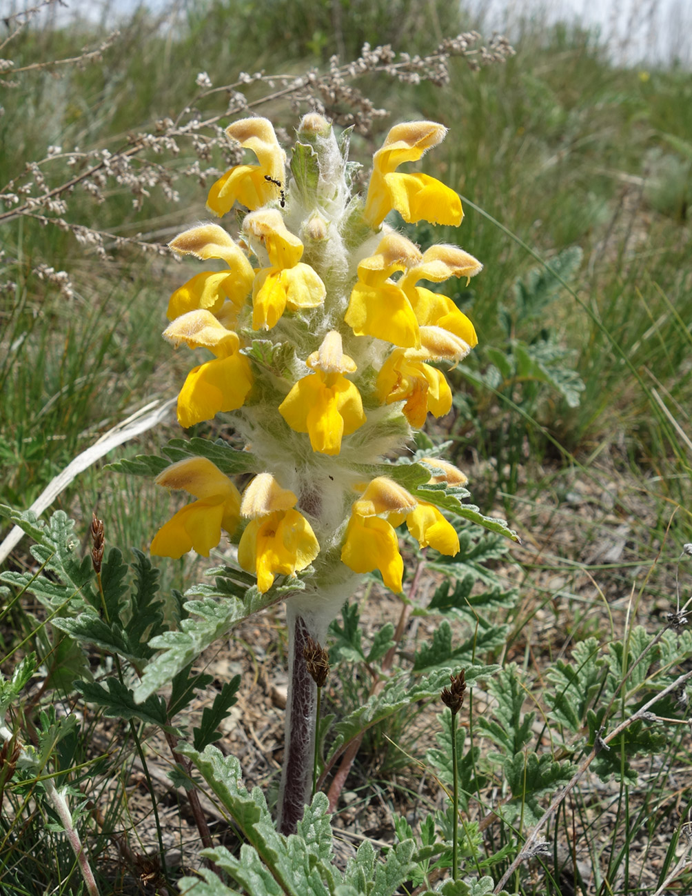 Image of Phlomoides speciosa specimen.