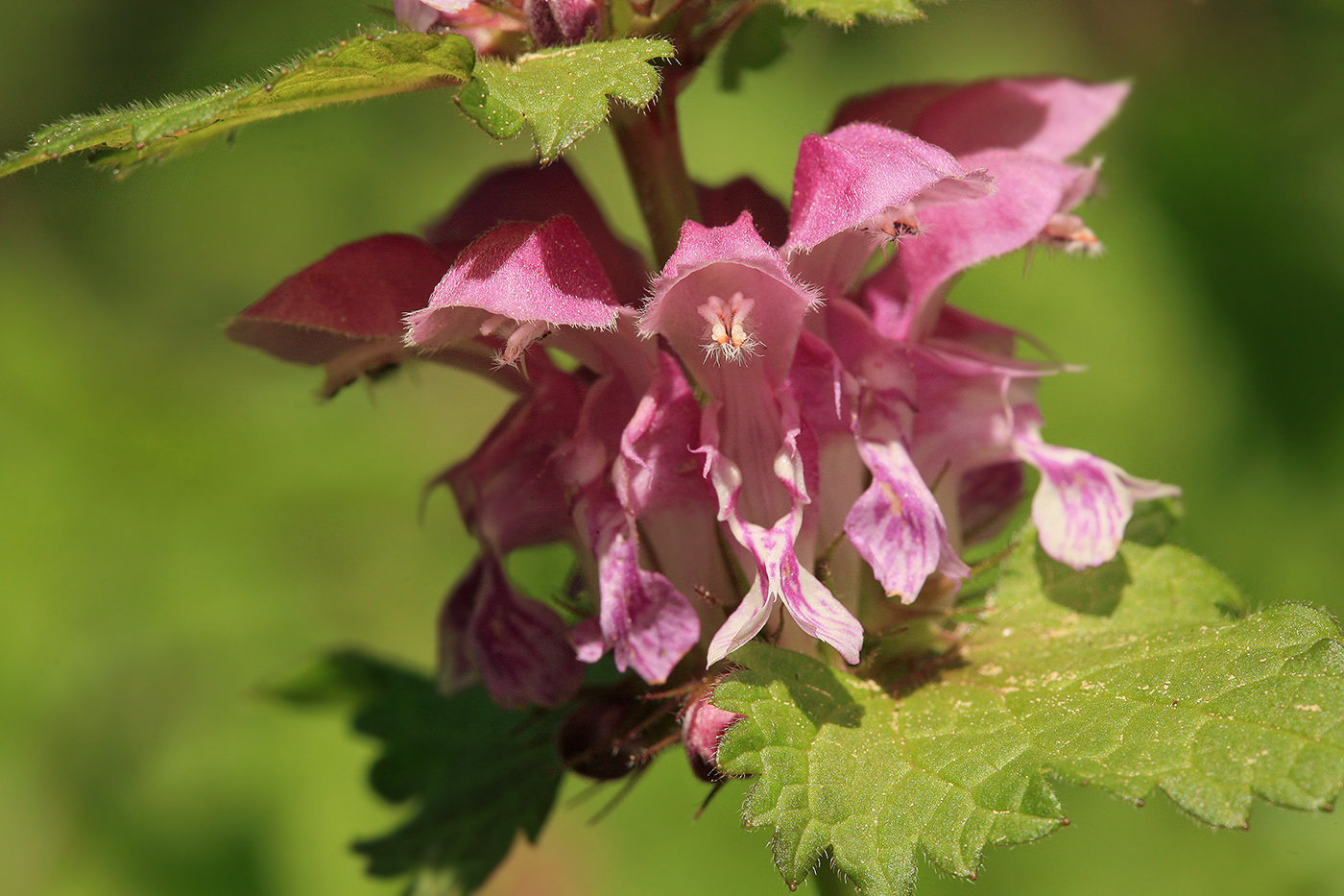 Image of Lamium maculatum specimen.