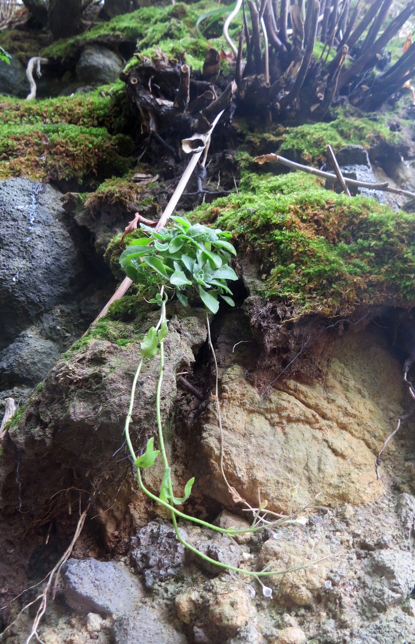 Image of Draba borealis specimen.