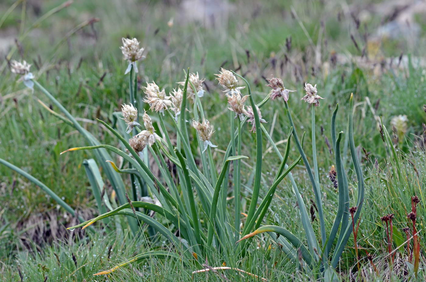 Изображение особи Allium semenowii.