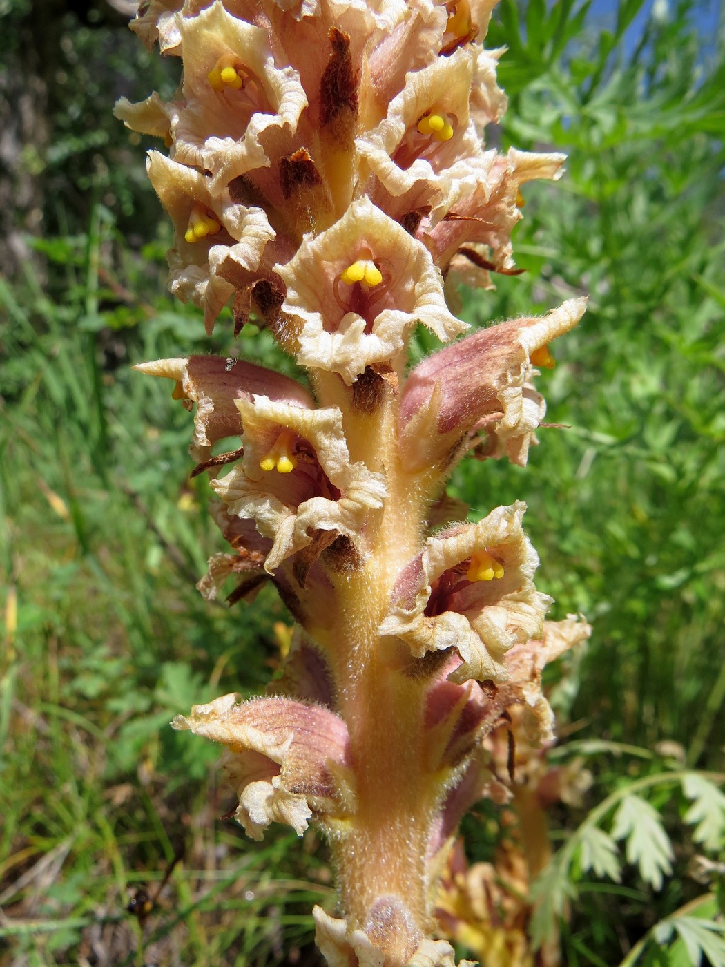 Изображение особи Orobanche alsatica.