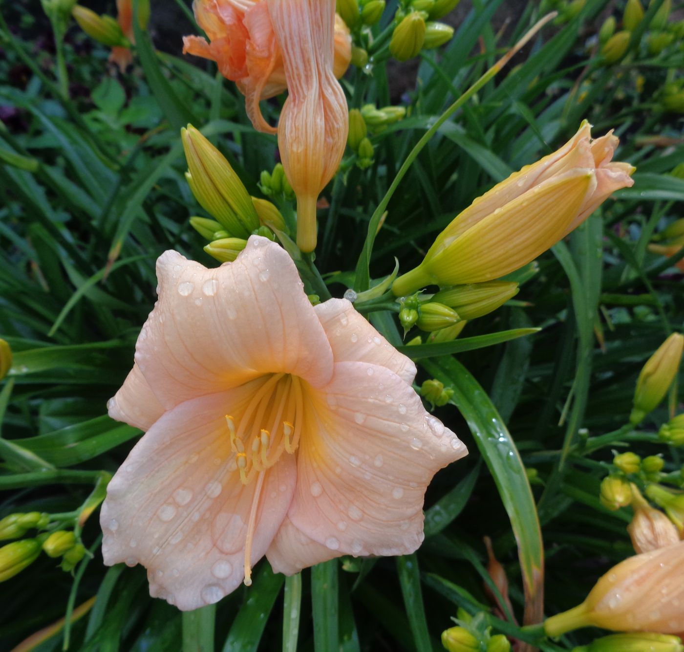 Image of Hemerocallis &times; hybrida specimen.