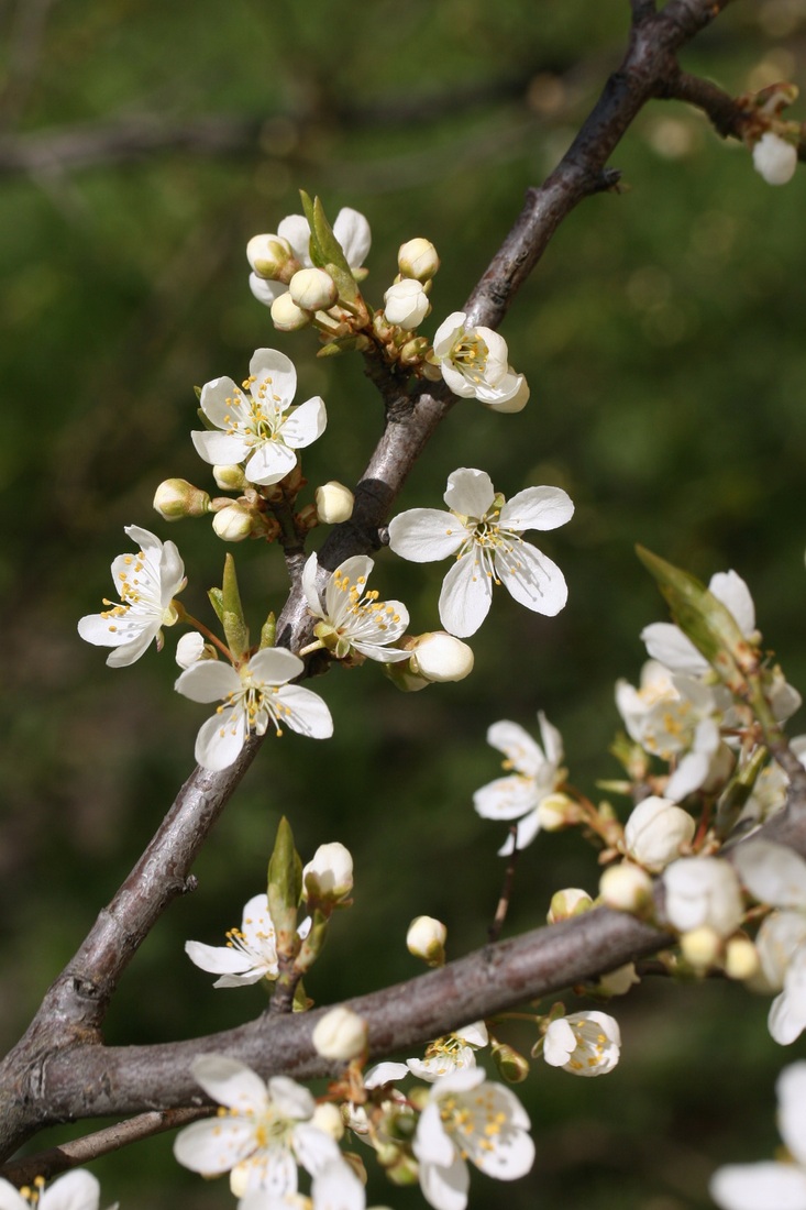 Image of Prunus domestica specimen.