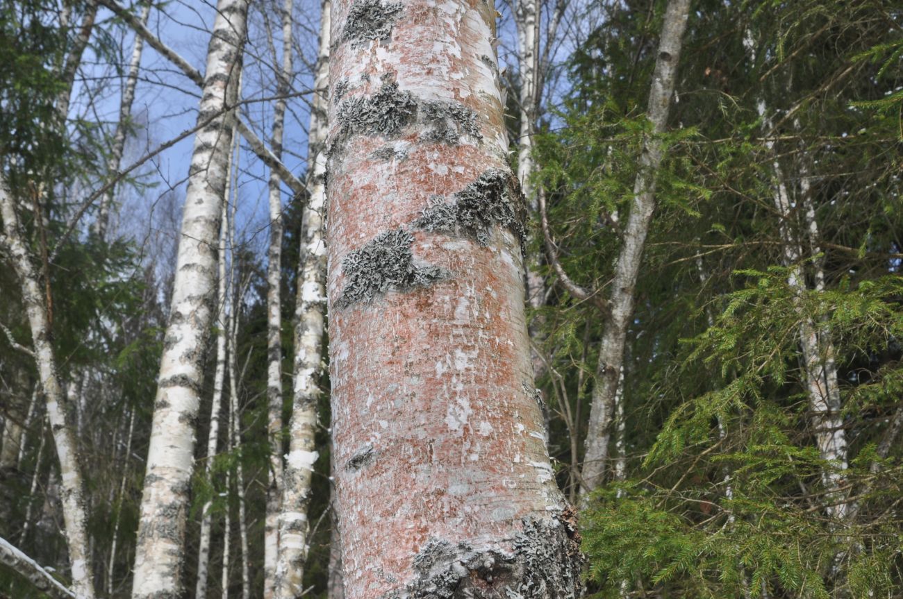 Image of genus Betula specimen.