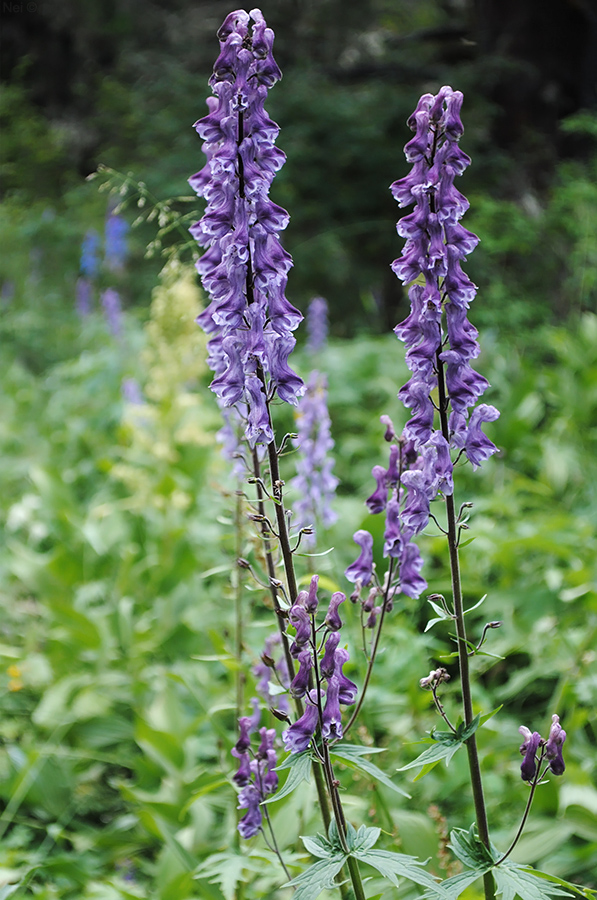 Изображение особи Aconitum leucostomum.