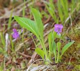 Смотреть изображение Viola gmeliniana
