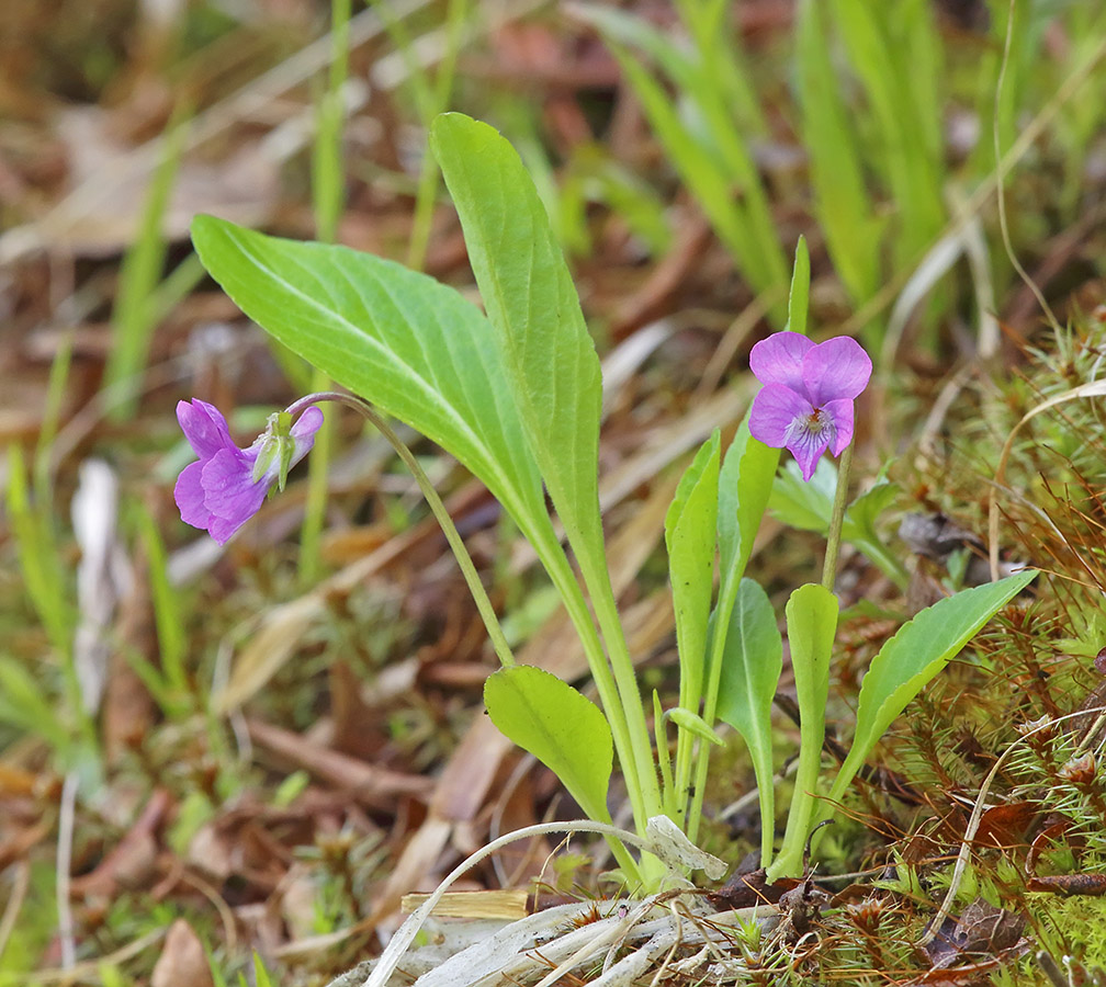 Изображение особи Viola gmeliniana.