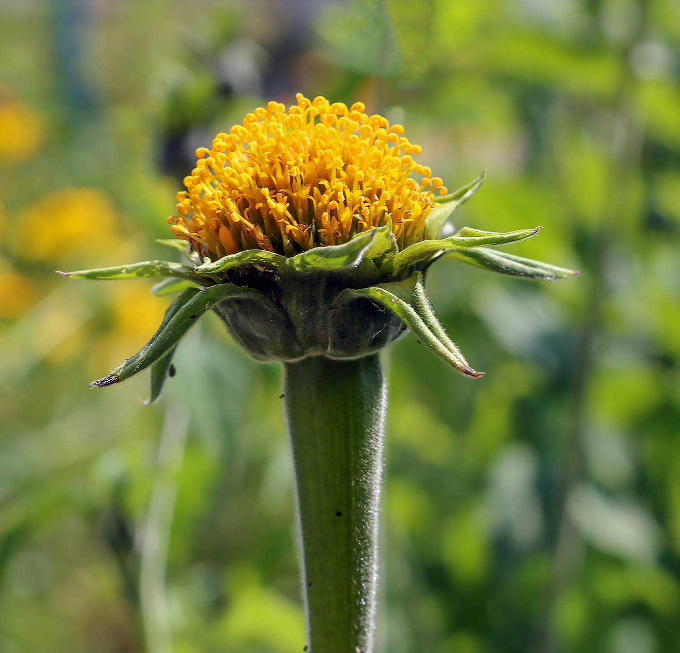 Image of Tithonia rotundifolia specimen.