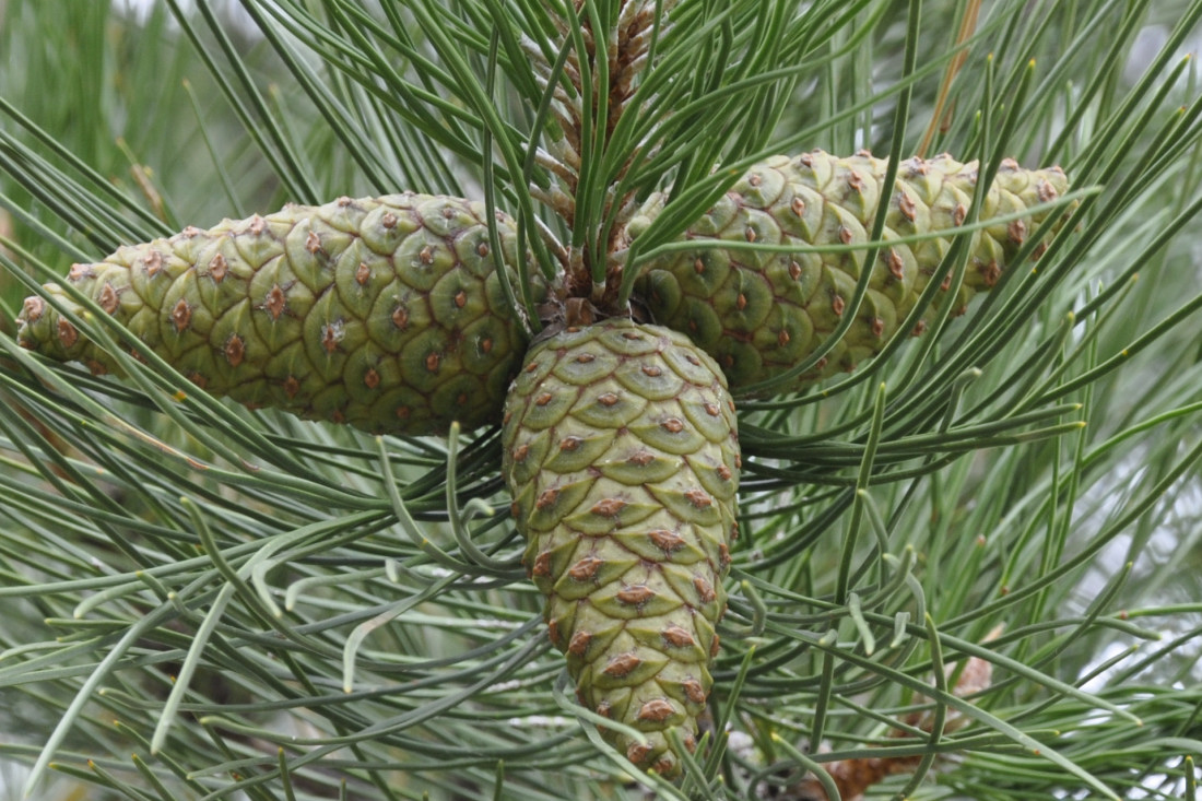 Изображение особи Pinus pallasiana.