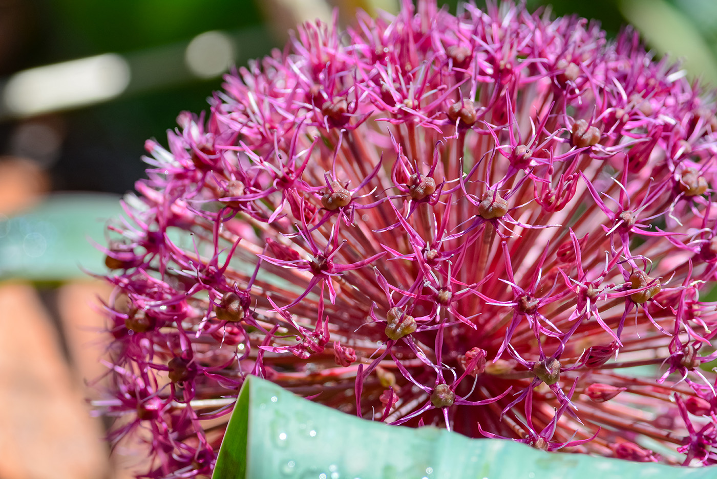 Image of Allium karataviense ssp. henrikii specimen.