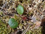 Pyrola chlorantha