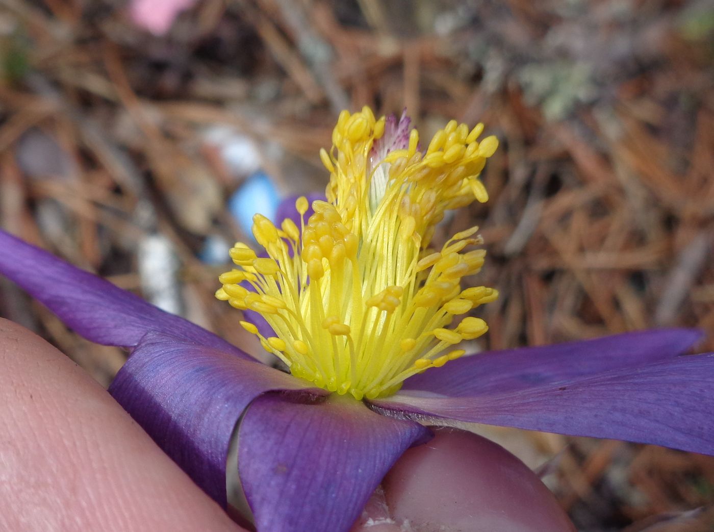 Изображение особи Pulsatilla patens.