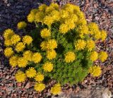 Saxifraga juniperifolia