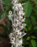 Artemisia stelleriana. Часть побега с увядшими соцветиями-корзинками и завязавшимися плодами. Приморский край, Ольгинский р-н, 6 км Ю-В с. Милоградово, бух. Красная Скала. 12.08.2009.