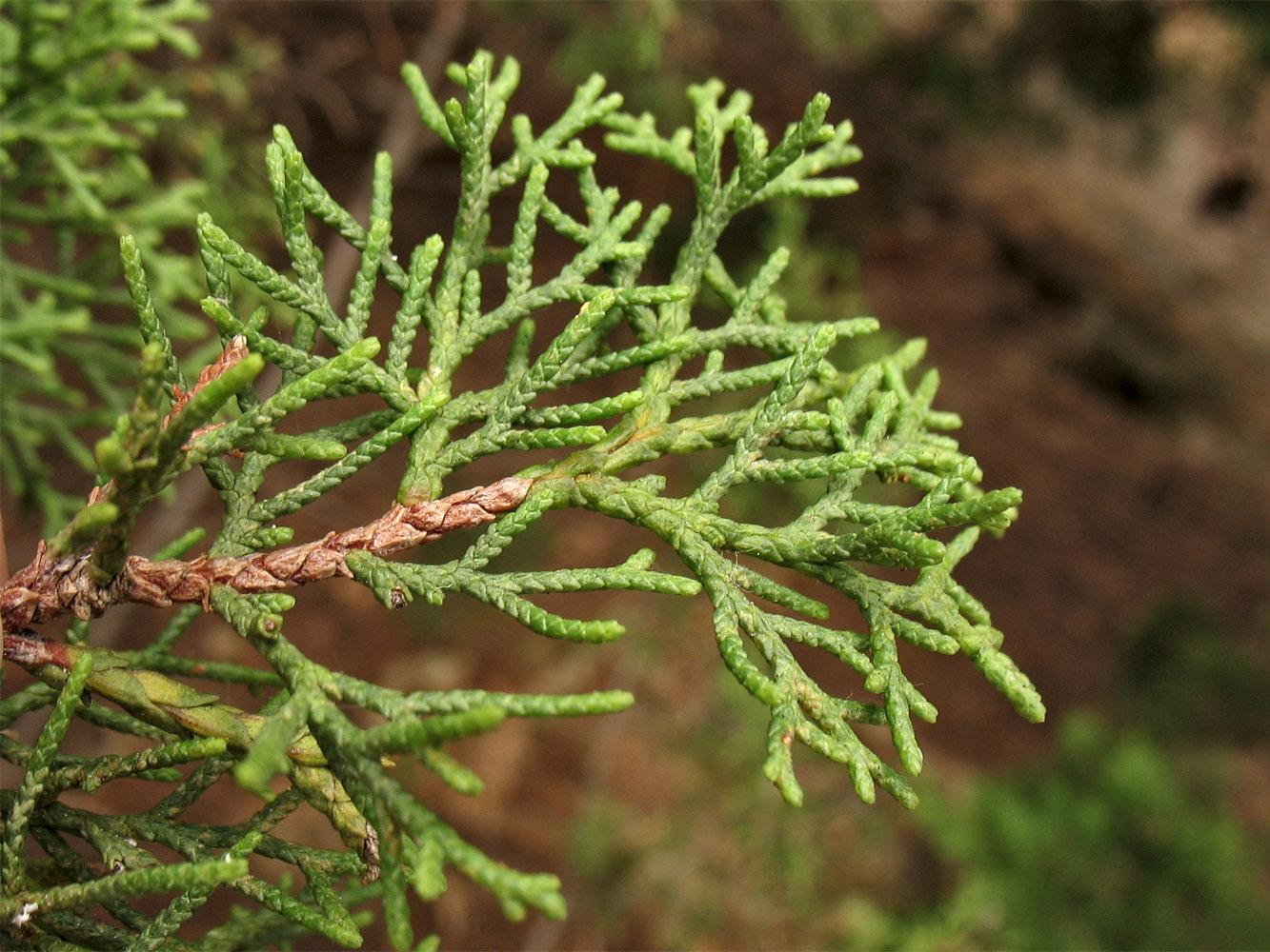 Изображение особи Cupressus sempervirens.