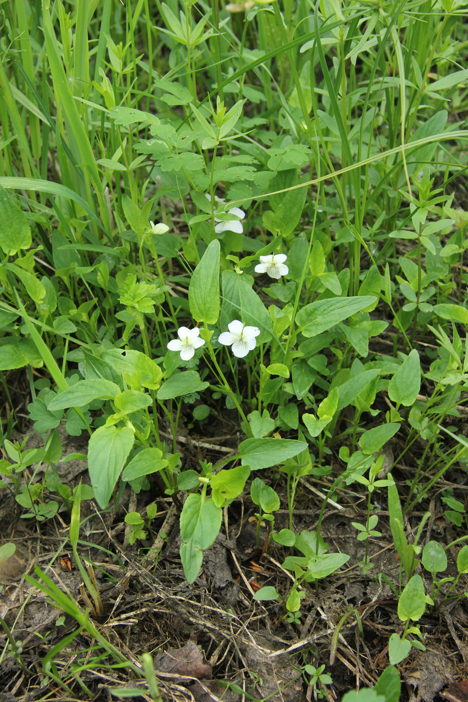 Image of Viola stagnina specimen.