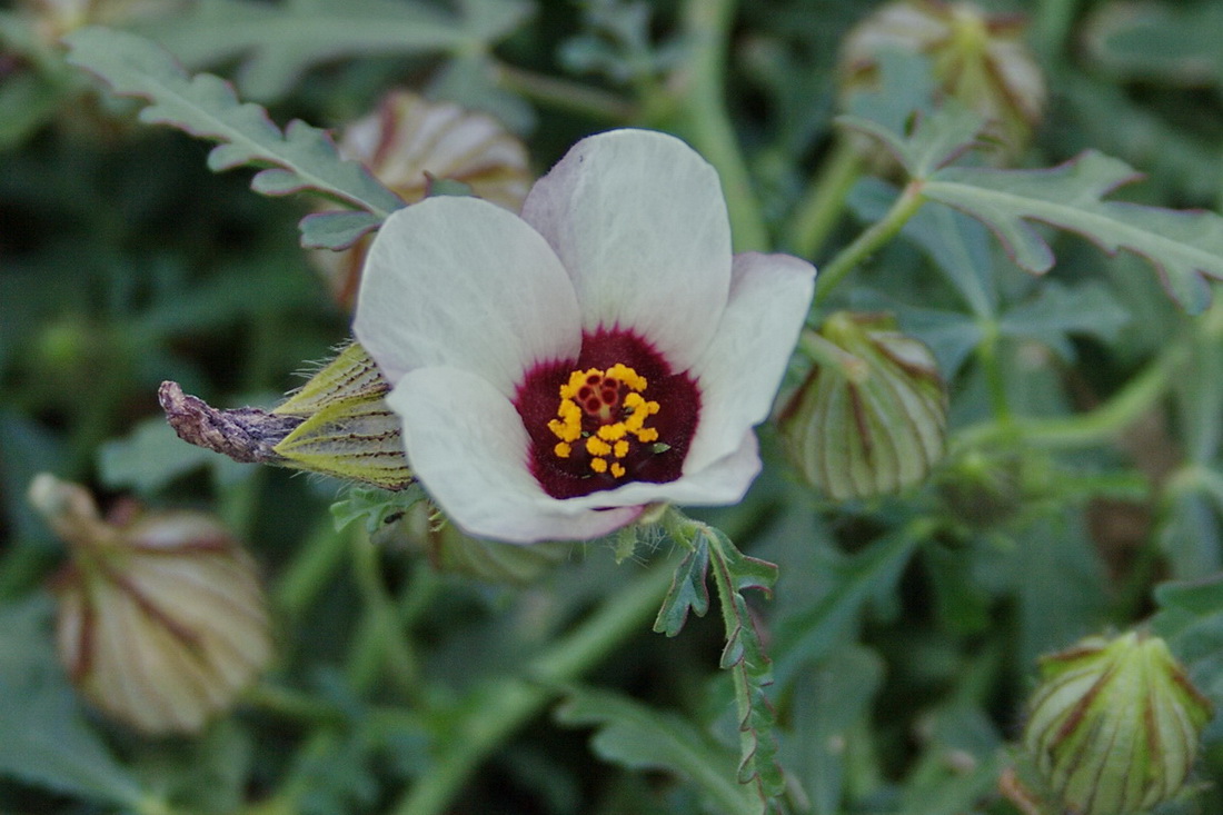 Изображение особи Hibiscus trionum.