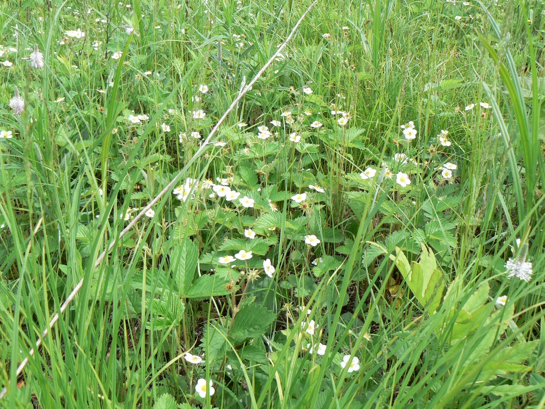 Изображение особи Fragaria orientalis.