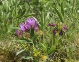 Trifolium alpinum. Побеги с соцветиями в разной стадии цветения. Испания, автономное сообщество Каталония, провинция Жирона, комарка Рипольес, муниципалитет Мольо, плато в окр. горного приюта les Saleres de Caderget (1720 м н.у.м), скальный выход на субальпийском лугу. 08.06.2021.