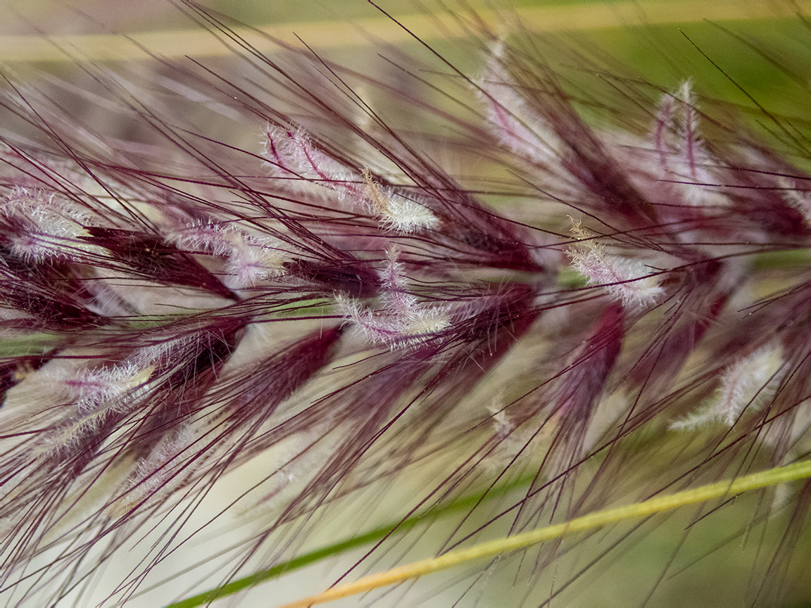 Image of Pennisetum setaceum specimen.