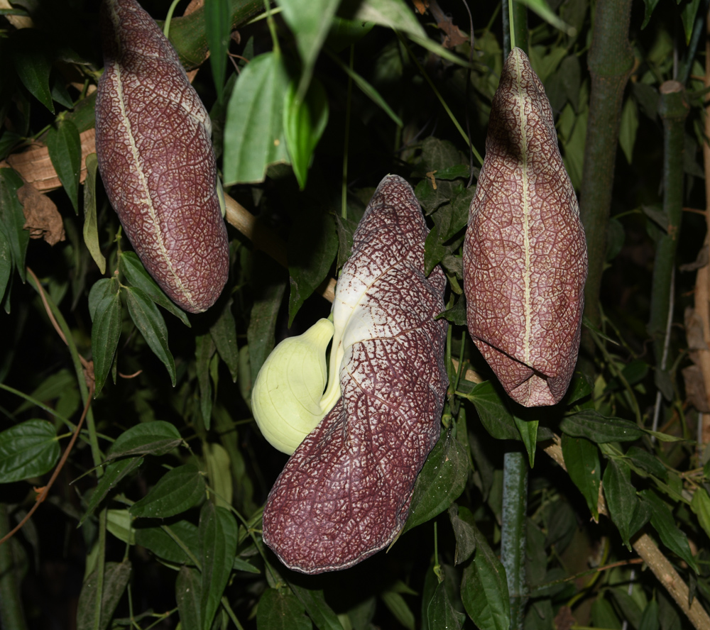 Image of Aristolochia gigantea specimen.