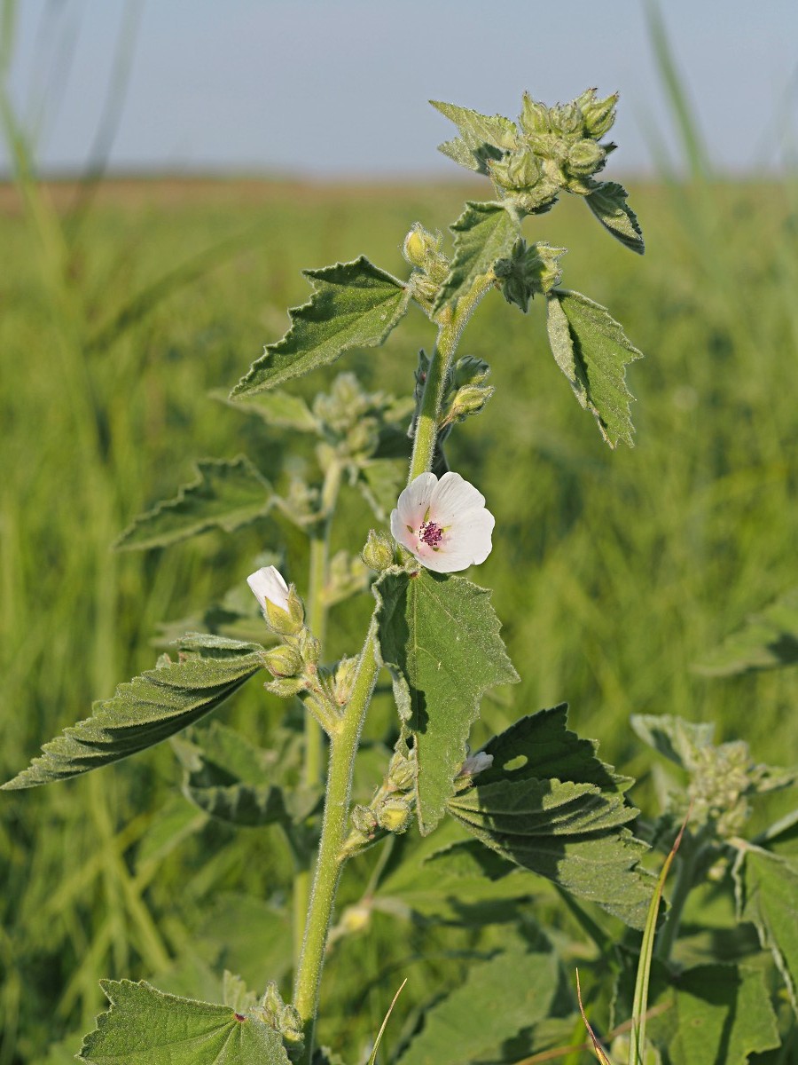 Изображение особи Althaea officinalis.