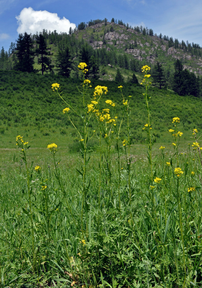 Image of Sisymbrium loeselii specimen.