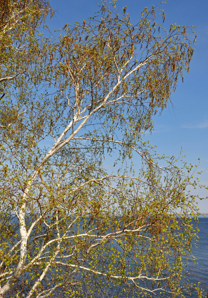 Image of Betula pendula specimen.