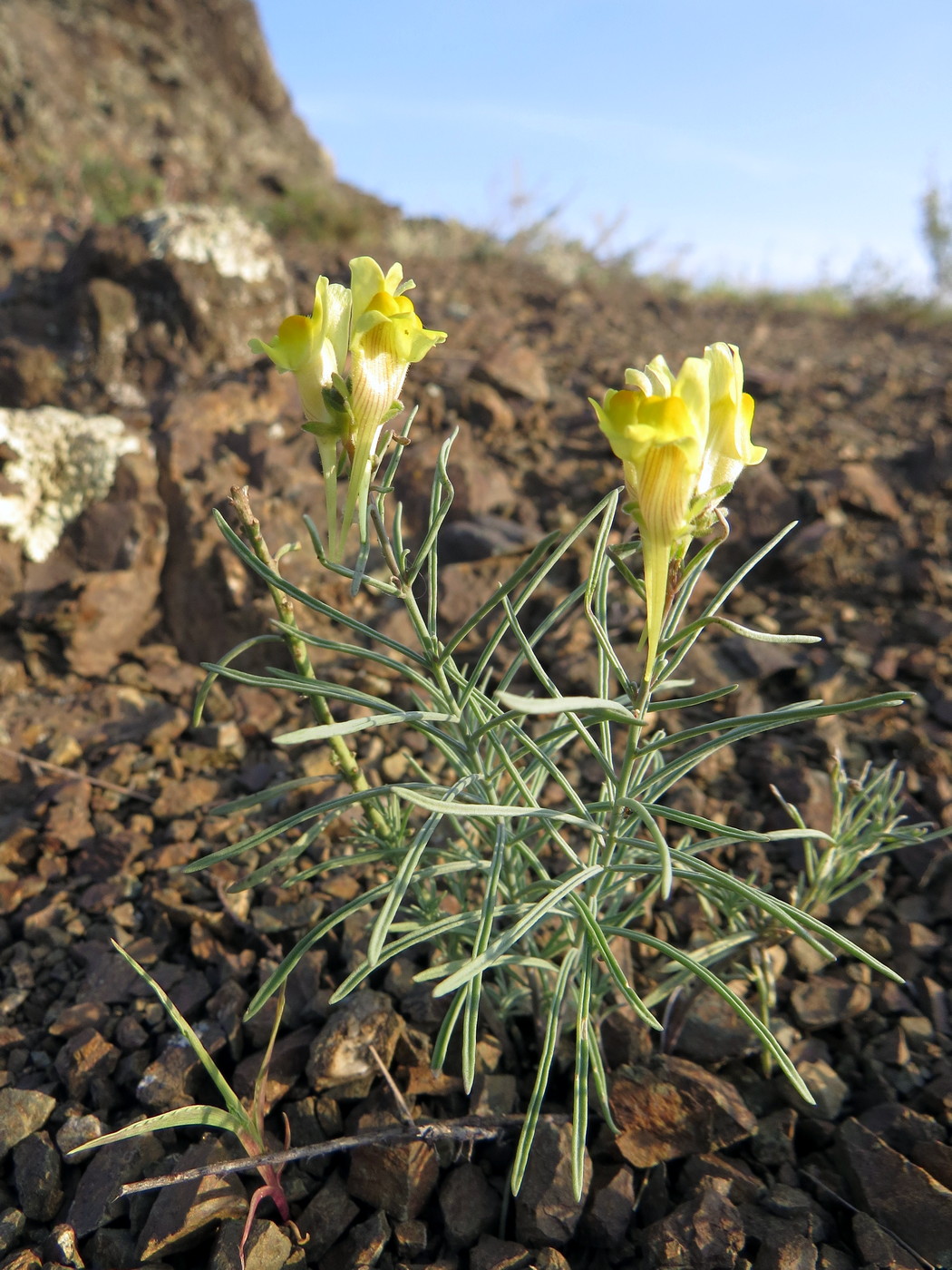 Изображение особи Linaria debilis.