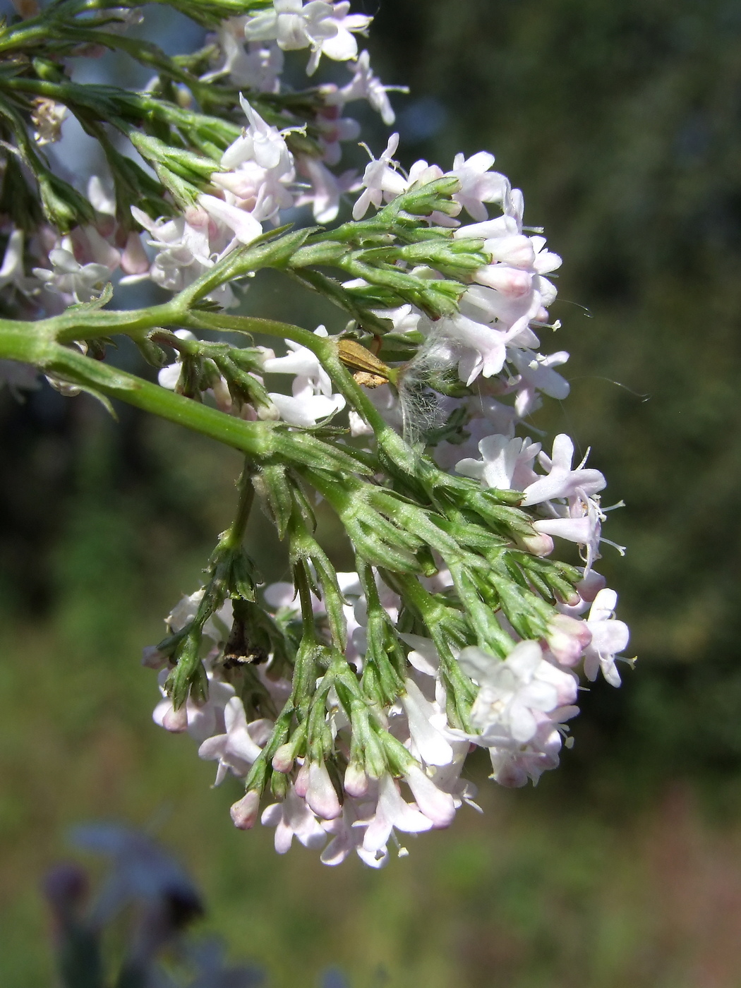 Image of Valeriana transjenisensis specimen.